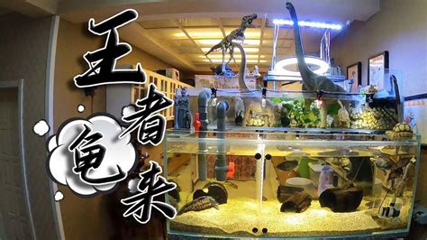 烏龜 魚 混養|魚中魚─靈獸烏龜的飼養方法